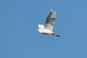 蓝色天空苍鹭自由翱翔图片